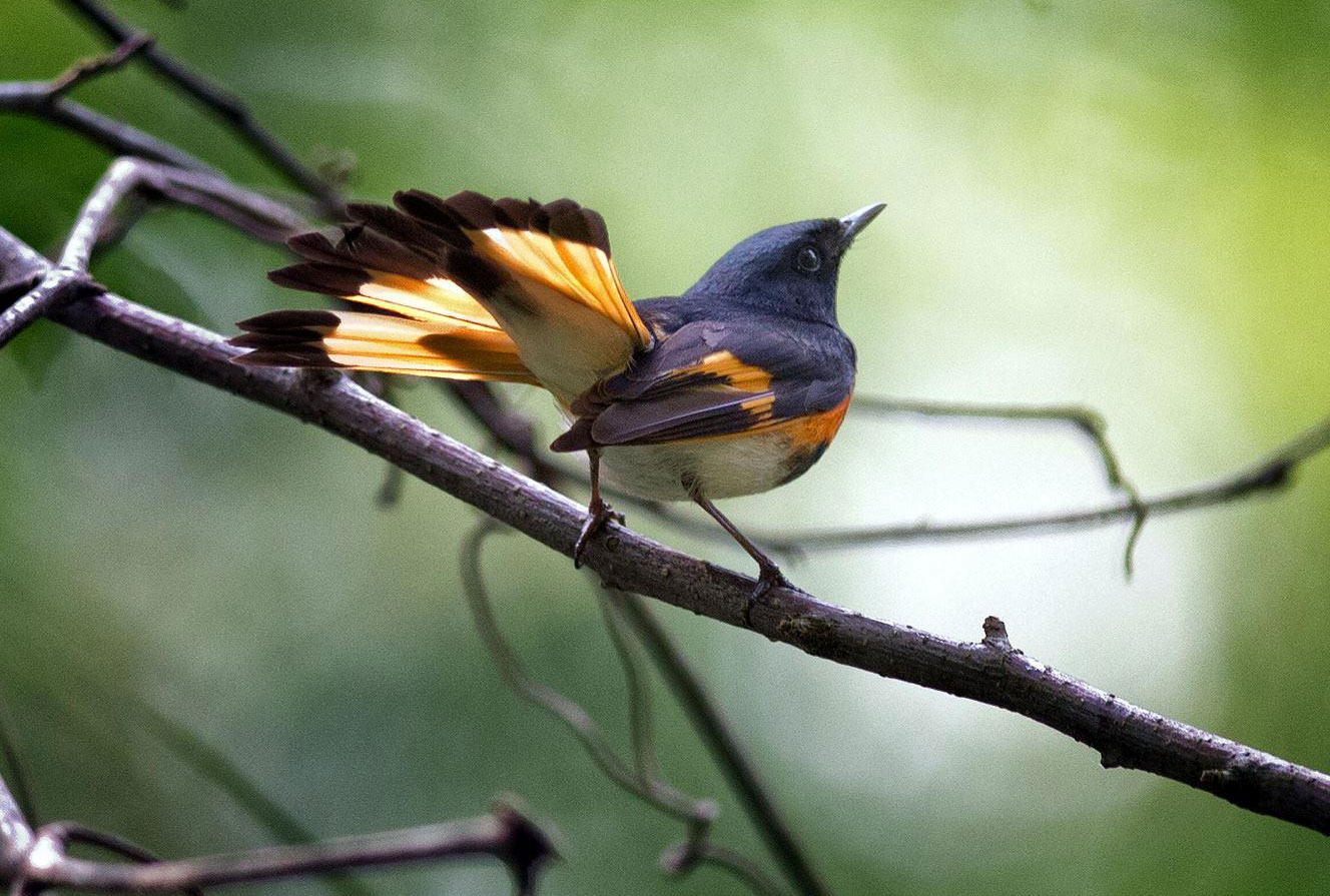 The Nature of Awe, the Awe of Nature