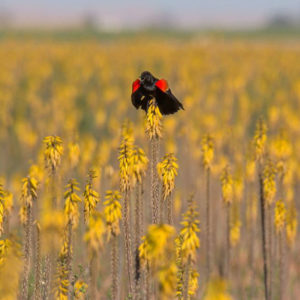 Birding Classes Birding Bonaza