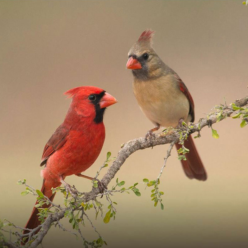 Birding Classes Yards